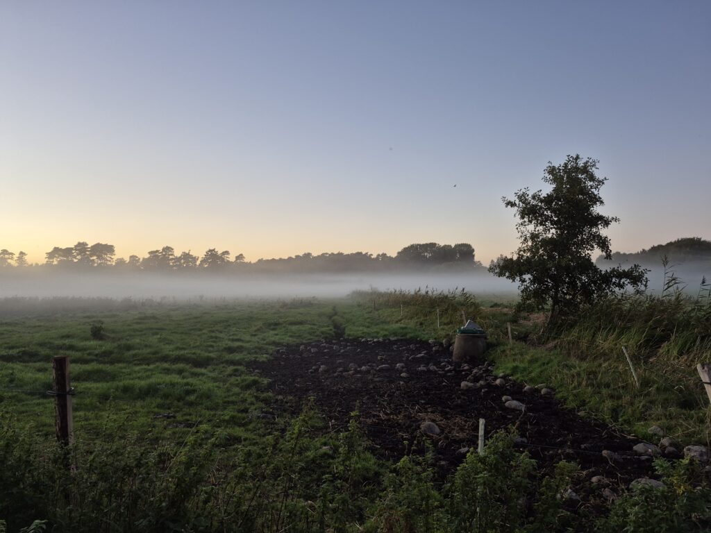 Morgentåge over engen i Odsherred