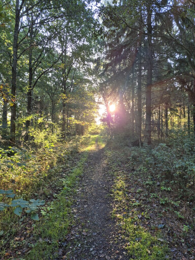 Skovsti med morgenlys i Odsherred